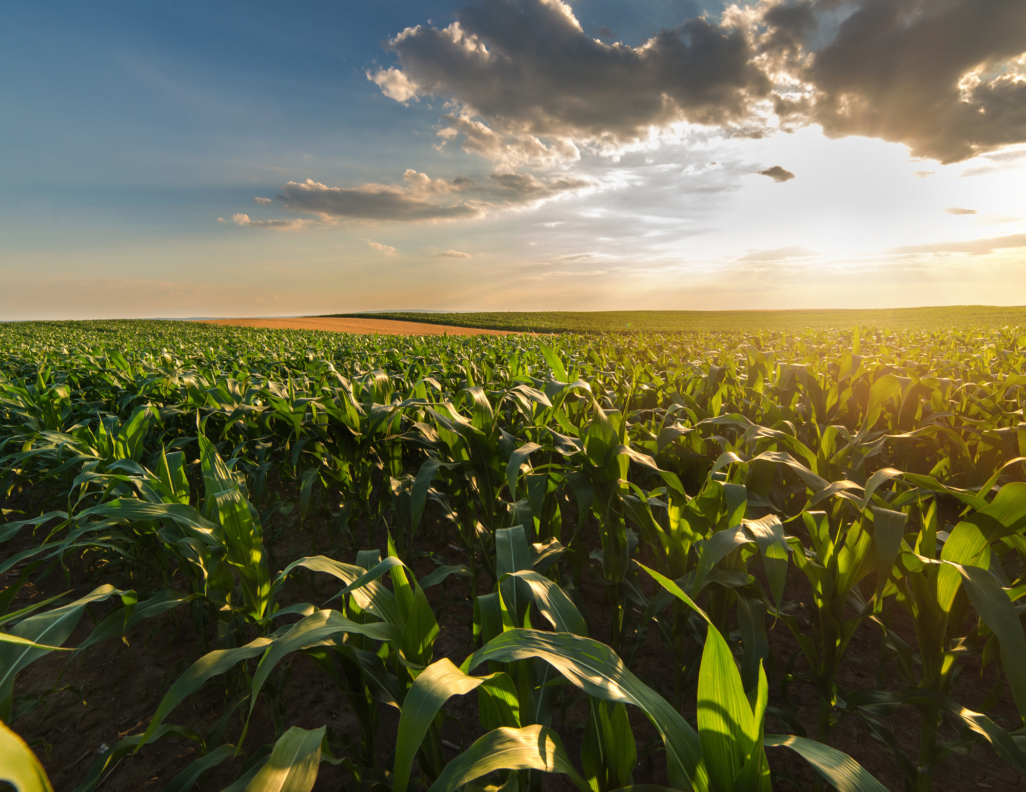 Agricultural Properties